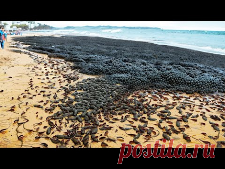 Самые Массовые Роды Животных, Которые Сломали Природу - YouTube