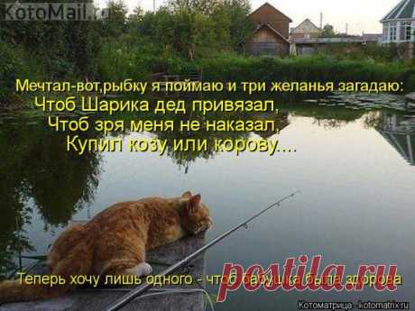 С наступающими праздниками! | KotoMail.ru