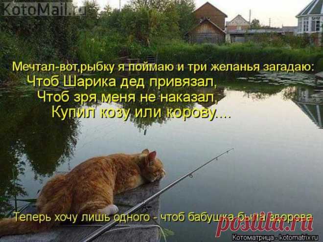 С наступающими праздниками! | KotoMail.ru