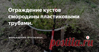 Ограждение кустов смородины пластиковыми трубами. Нашел в гараже кучу старых пластиковых труб. От старого парника и водопроводную. Решил использовать для ограждения кустов смородины.
старые пластиковые трубы
Сначала свернул их в кольцо под кустами. Замерил оптимальный диаметр и высоту от земли.
куст с кольцом