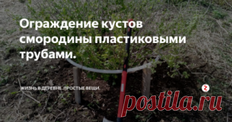 Ограждение кустов смородины пластиковыми трубами. Нашел в гараже кучу старых пластиковых труб. От старого парника и водопроводную. Решил использовать для ограждения кустов смородины.
старые пластиковые трубы
Сначала свернул их в кольцо под кустами. Замерил оптимальный диаметр и высоту от земли.
куст с кольцом