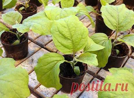 ПОСАДКА РАССАДЫ БАКЛАЖАНОВ В ТЕПЛИЦУ. | Познавательный сайт ,,1000 мелочей&quot;