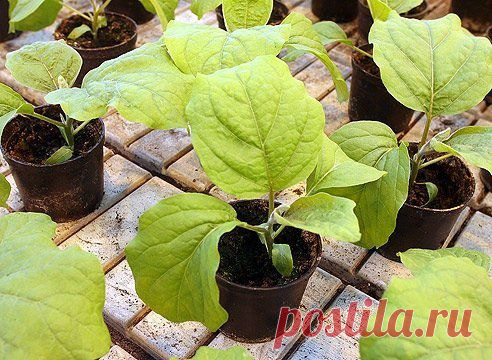 ПОСАДКА РАССАДЫ БАКЛАЖАНОВ В ТЕПЛИЦУ. | Познавательный сайт ,,1000 мелочей"