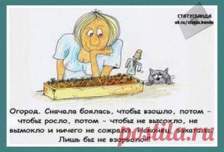 (29) Одноклассники