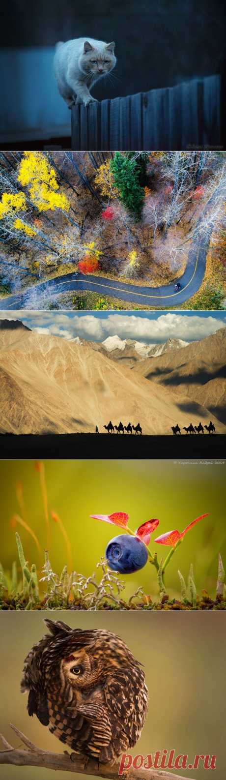 30 лучших снимков National Geographic за 2014 год