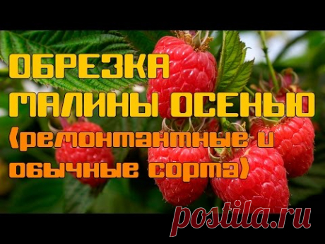 Обрезка малины осенью (ремонтантные и обычные сорта)