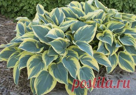 Хоста: посадка и уход, виды и сорта, фото.