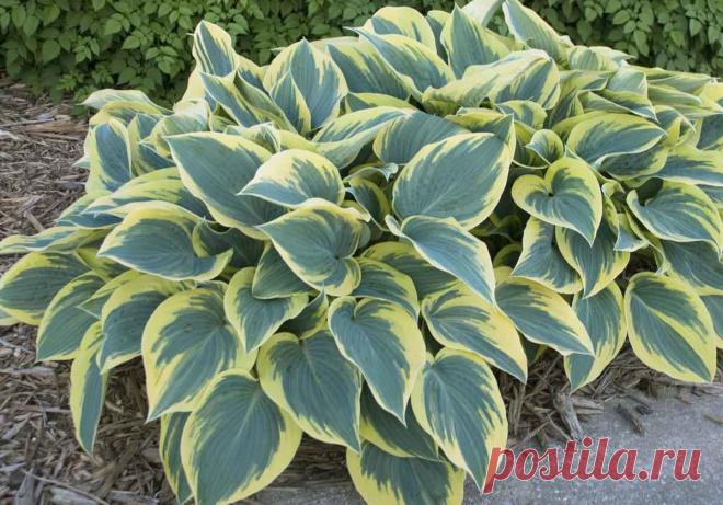 Хоста: посадка и уход, виды и сорта, фото.