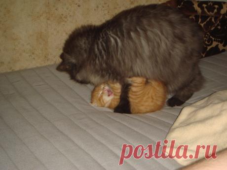 без капризов! приемыш, привыкай! Нет мамки, есть брат! вылижем, блестеть будешь!!!