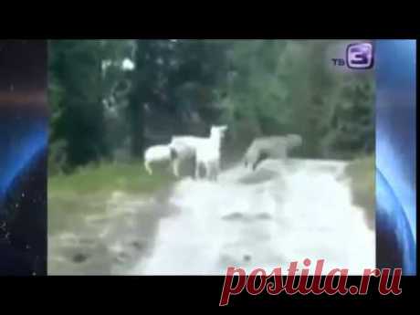 Овца напала на волка! Реакцию хищника надо видеть!