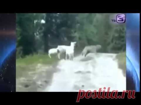 Овца напала на волка! Реакцию хищника надо видеть!