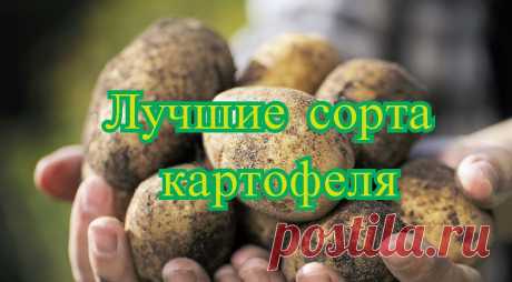 Описание сорта картофеля Аврора даст вам представление о том, стоит ли его выращивать. Подходит ли он для данной местности, устойчив ли он к болезням и какова его урожайность. Эти критерии очень важны при выборе картофеля для посадки.