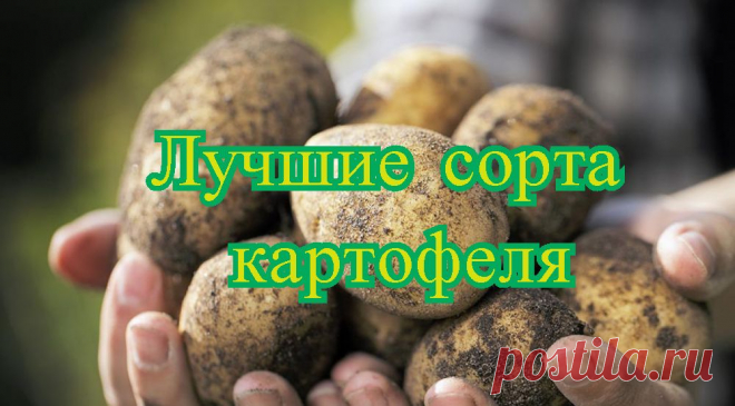 Описание сорта картофеля Аврора даст вам представление о том, стоит ли его выращивать. Подходит ли он для данной местности, устойчив ли он к болезням и какова его урожайность. Эти критерии очень важны при выборе картофеля для посадки.