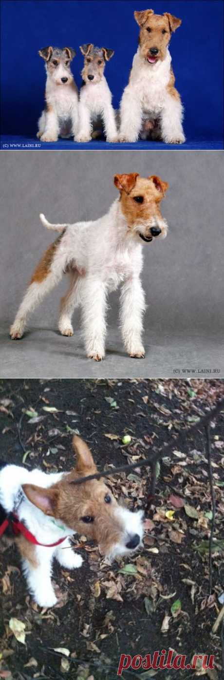 Фокстерьер жесткошёрстный | ЖИВОЙ УГОЛОК