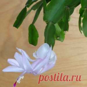 «Декабристы» по мичуринскому методу
