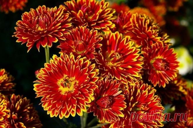 Вырастить хризантему из букета совсем не сложно 
Существует огромное множество видов и расцветок хризантем. Это красивое декоративное растение, хорошо размножающееся и не требующее особых условий для выращивания в саду или на подоконнике. При прави…