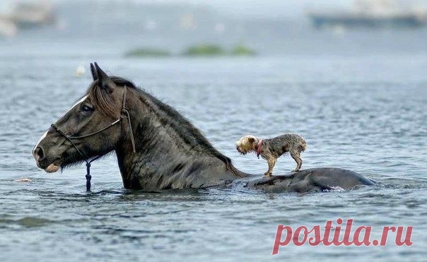 гармония чувств))))))) | thePO.ST
