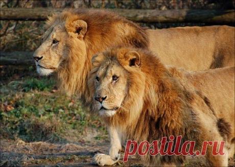 Фото Без названия. Альбом ЦАРЬ ЗВЕРЕЙ - 50 фото. Фотографии ⊰✿⊱ ОЛЬГА ⊰✿⊱.