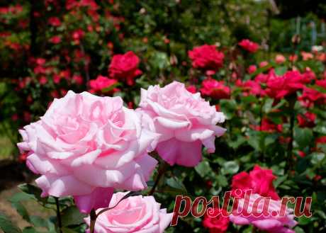 KAMAKURA ROSE GARDEN,ЯПОНИЯ
