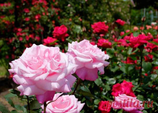 KAMAKURA ROSE GARDEN,ЯПОНИЯ