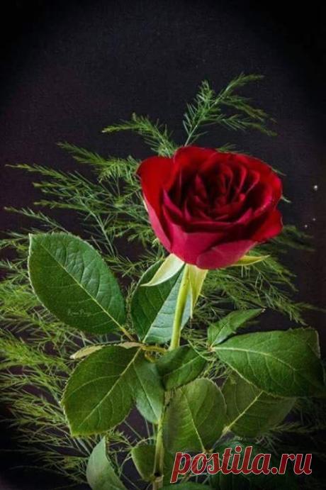 (9) Facebook
