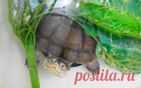 (+1) тема - Самые искренние улыбки... | ЛЮБИМЫЕ ФОТО