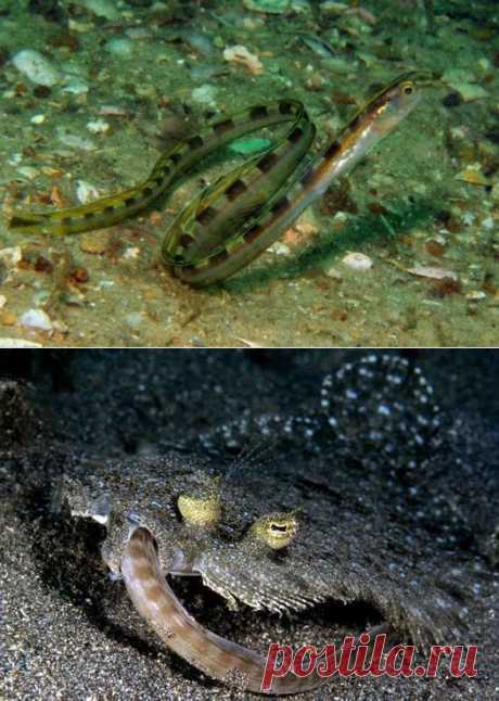 Змеиная морская собачка, Нитехвостая ксифазия, Xiphasia setifer (Лат.), Snake blenny, Hairtail blenny (Англ.) 

Размеры 30 - 53 см 
Глубина 2 - 54 М 
Имеет длинное змеевидное тело и живет в норах, устроенных в песчаном, либо илистом грунте. Основную часть ее длинного тела составляет хвостовой отдел. Длинный спинной плавник, который начинается на голове над глазом, и длинный анальный плавник сливаются на хвосте. От места их слияния отходит нитевидный отросток. На нижней челюсти есть клыки
