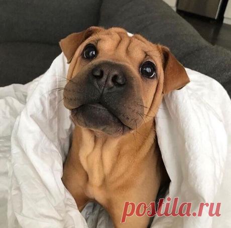 Фото кошек и собак, которые подарят вам немного доброты