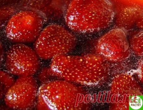 Как варить клубничное варенье 

Любимое детское лакомство зимой-это клубничное варенье. Большинство хозяек варит клубничное варенье достаточно просто. Клубнику засыпают сахаром, потом проваривают и закрывают в банки. Но надо сказать, что при этом клубника теряет красивый цвет, меняет запах и вкус. Я варю клубничное варенье по другому 
Показать полностью…