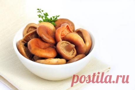 Советы грибников: как выбрать грибы для засолки и 2 способа засолки грибов