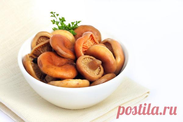 Советы грибников: как выбрать грибы для засолки и 2 способа засолки грибов