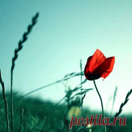 Фотопост: первый день лета | Selfhacker.ru