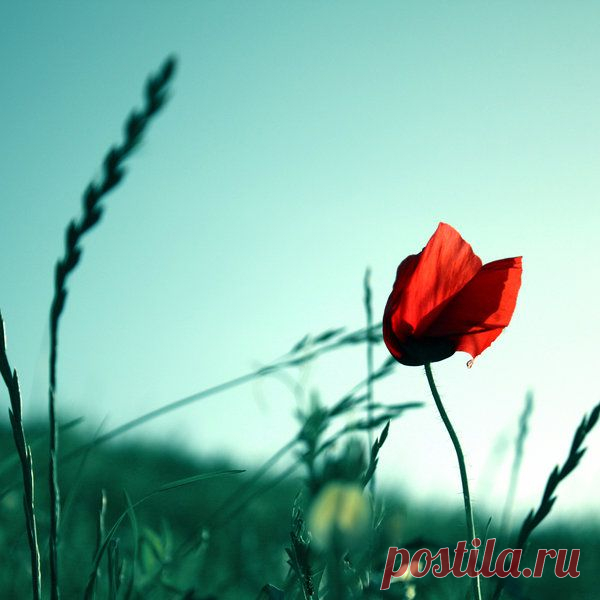 Фотопост: первый день лета | Selfhacker.ru