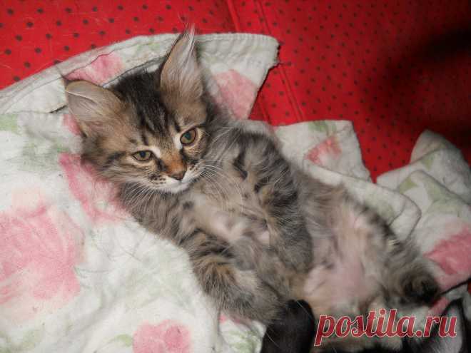 Мир,в котором я живу... - 132 фото. Фотографии Сергей Мартынов.