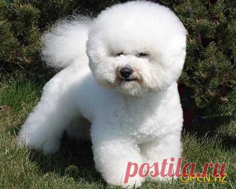 Каких собак называют «сладкой ватой»? | ЖИВОЙ УГОЛОК