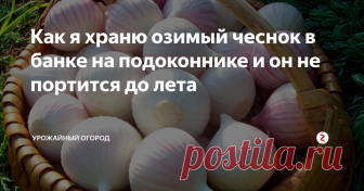 Как я храню озимый чеснок в банке на подоконнике и он не портится до лета Как сохранить озимый чеснок до следующего лета, чтобы он не загнил и не испортился?
