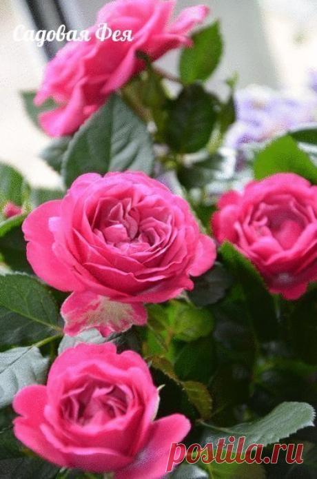 8 секретов выращивания роз.