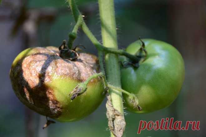 Серьёзные 7 причин, из-за которых чаще всего гибнут помидоры