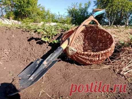 Вы закапываете это в лунки? Ошибка, из- которой урожай гниёт прямо на корню. Каждый дачник знает: чтобы получить крупные овощи, в лунки при посадке нужно класть «подкормку».