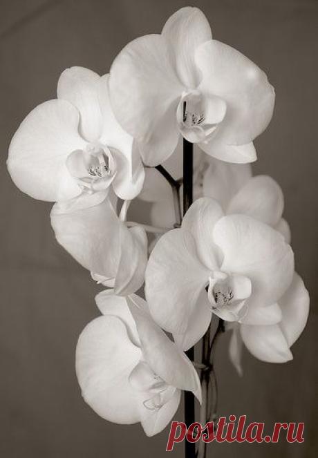 i love orchids. | Orchids stand alone
