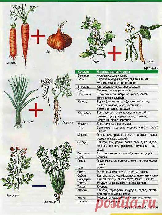 Кто с кем "дружит".