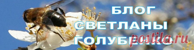 АПИТЕРАПИЯ - ЭТО СЕРЬЕЗНО! | Блог Светланы Голубенко