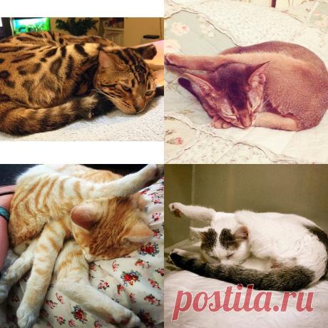 Кошачья йога: 10 лучших поз - Леди Mail.Ru