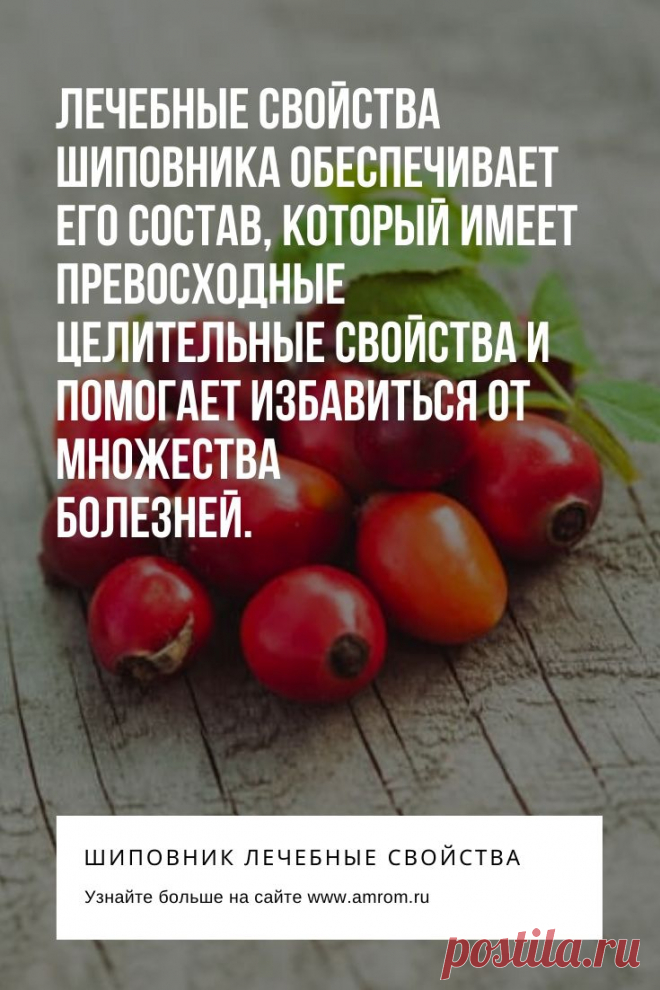 Шиповник лечебные свойства. Шиповник обыкновенный (роза собачья, роза дикая) относится к семейству розоцветных. Растет на опушках разреженных лесов, вдоль дорог. Шиповник предпочитает сухие места. Произрастает в средних и южных полосах России. Шиповник — многолетний кустарник с ветками покрытыми шипами. Шипы расположены редко, у основания веток достаточно крупные. Цветы могут иметь цвет розовый или бледно – розовый. Плоды красного цвета овальной формы. Внутри плодов мелкие желто-коричневые семен