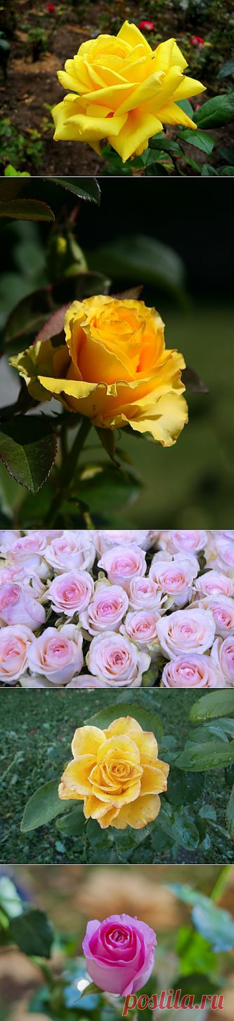 РОЗЫ МИРА — я.ру