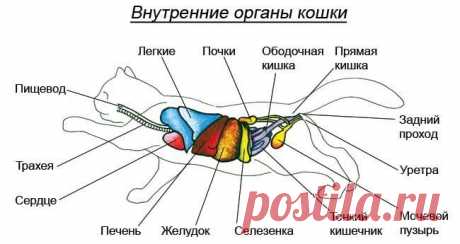 Интересные биологические особенности кошек