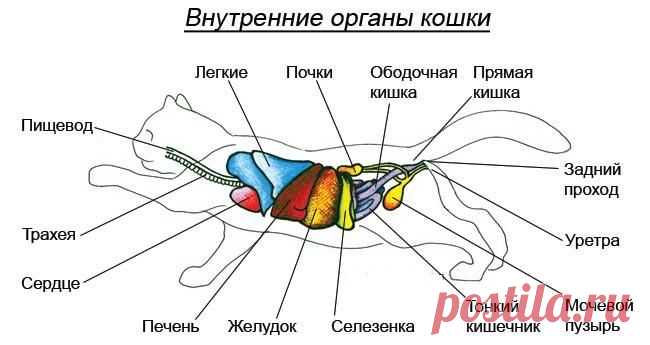 Интересные биологические особенности кошек