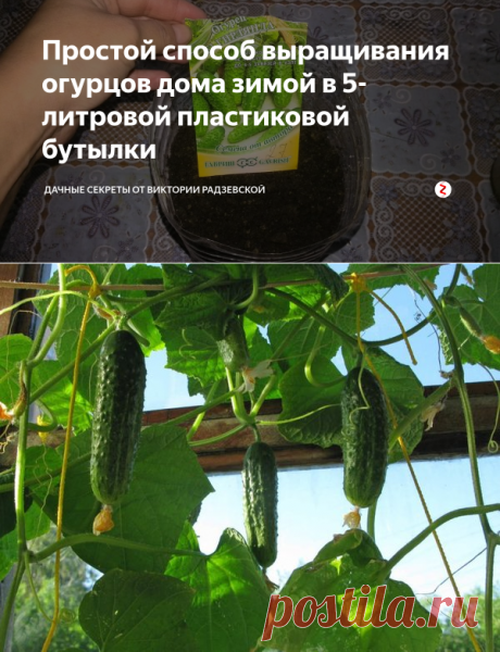 Простой способ выращивания огурцов дома зимой в 5-литровой пластиковой бутылки | Дачные секреты от Виктории Радзевской | Яндекс Дзен