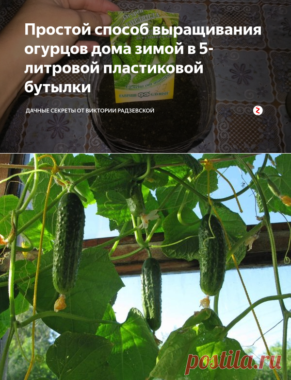 Простой способ выращивания огурцов дома зимой в 5-литровой пластиковой бутылки | Дачные секреты от Виктории Радзевской | Яндекс Дзен