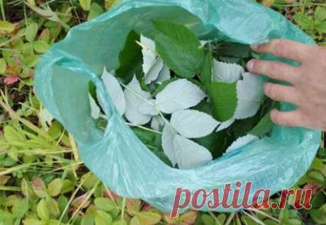 БОЛЬШЕ НЕРВНЫЕ РАССТРОЙСТВА МЕНЯ НЕ БЕСПОКОЯТ! А СПАСАЮТ ЛИСТЬЯ МАЛИНЫ, КОТОРЫЕ ЗАЛИВАЮ ВОДКОЙ И…